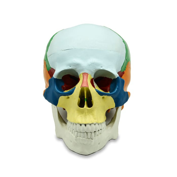 Модель «Череп человека» (разборная, с раскрашенными костями) Модель «Череп человека» (разборная, с раскрашенными костями)